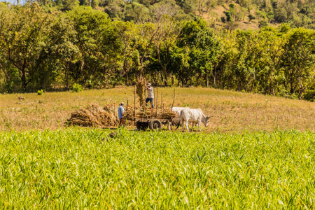 Ometepe Nicaragua. February 2018. A typical rural view in Ometepe in Nicaraguaのeditorial素材