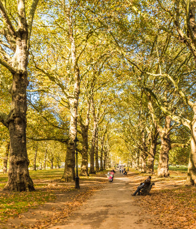 London. November 2018. A view of Green park in Londonのeditorial素材