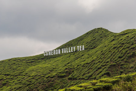 Cameron Highlands Malaysia. 10 March 2019.A cameron valley tea sign in tea plantations in the cameron highlands in Malaysiaのeditorial素材