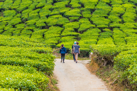 Cameron Highlands Malaysia. 10 March 2019.Tea plantations in the cameron highlands in Malaysiaのeditorial素材