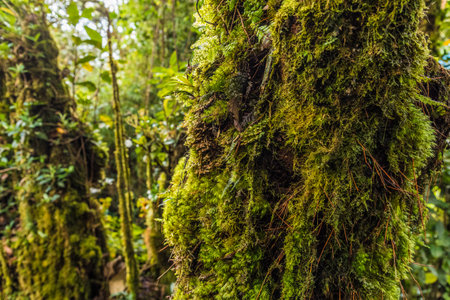The Mossy forest in Cameron Highlands in malaysiaの写真素材