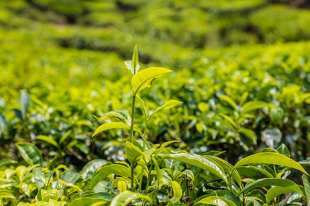 A close up view of tea in Tea plantations in the cameron highlands in Malaysiaの写真素材