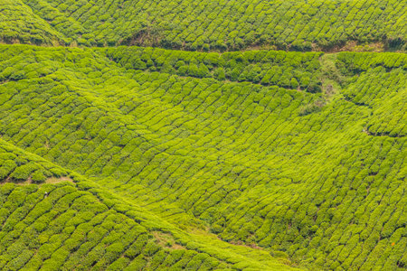A view of Tea plantations in the cameron highlands in Malaysia