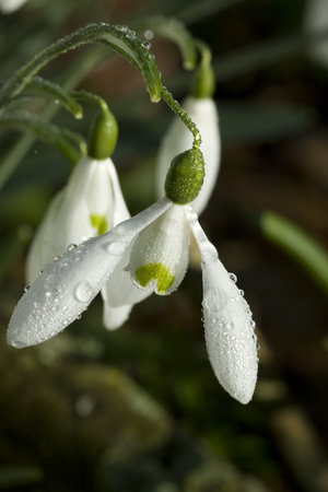 Dew on Snowdropの写真素材