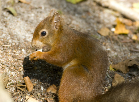 Red Squirrel eating Beach Mastの写真素材