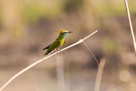 Green Bee-Eater (Merops orientalis) watching for insectsの写真素材