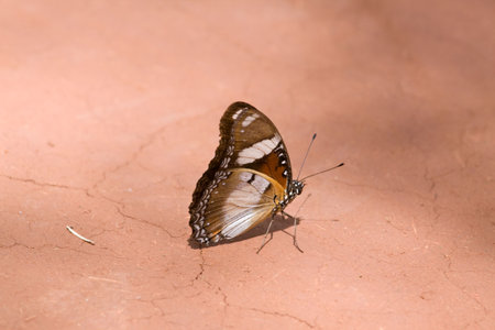 Beautiful Indian Butterfly standing on parched clayの写真素材