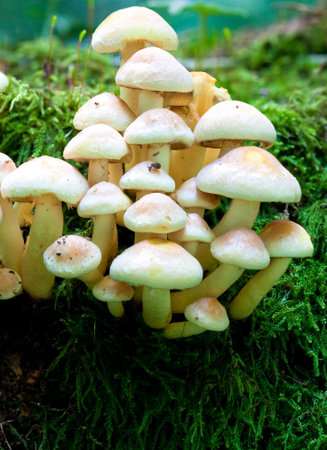 A cluster of toadstools on a rotting trunkの写真素材