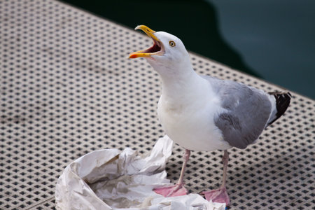 Seagull calling in between eating fish and chipsの写真素材