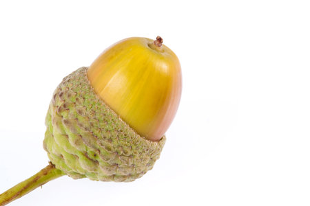 Maturing acorn in its acorn cupの写真素材