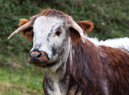 Dorset Longhorn steer, one of many variants of longhorn cattleの写真素材