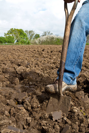 Close up of someone pushing a spade into soil with his foot in the process of diggingの写真素材