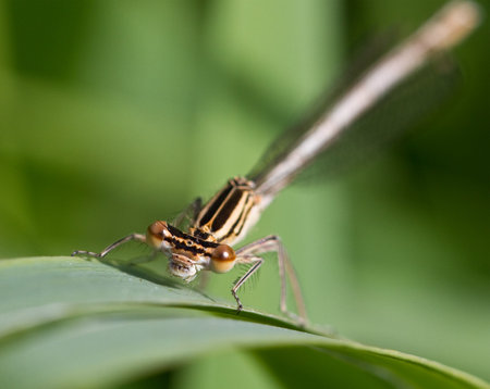 Macro image of the face of a damsel fly staring directly at the camera with shallow depth of fieldの写真素材