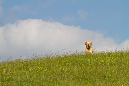 Golden retriever dog on a sunny hillsideの写真素材