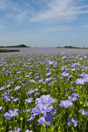 Field of linseed oil plants or flax (Linum usitatissimum)  in full blue flowerの写真素材