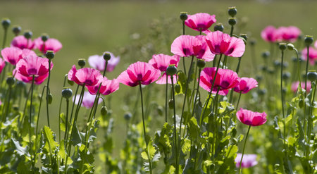 Backlit pink poppies with shallow depth of fieldの写真素材