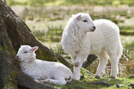 Twin lambs sheltering under a treeの写真素材