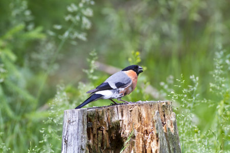 Close up of amale bullfinch (Pyrrhula pyrrhula) eating seeds on a tree stumpの写真素材