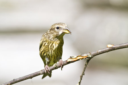 Female Common Crossbill (Loxia curvirostra) in close upの写真素材