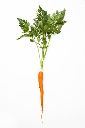 Single carrot with leaf on a white backgroundの写真素材