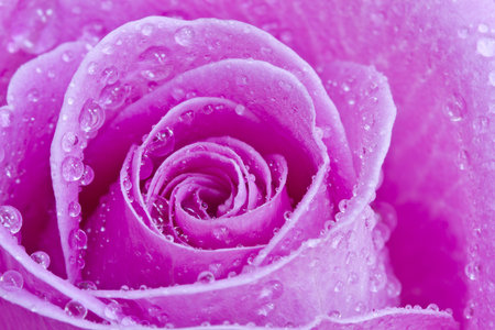 Close up of the centre of a pink rose covered in water dropletsの写真素材