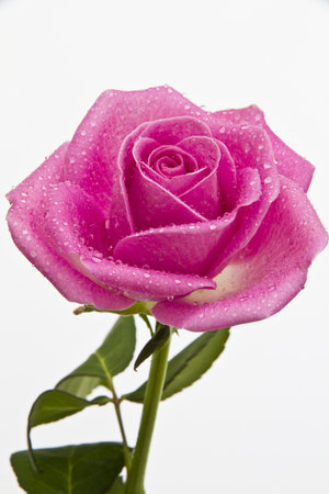 Close up  of a pink rose covered in water dropetsの写真素材