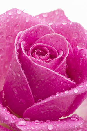 Close up  of a pink rose covered in water dropetsの写真素材