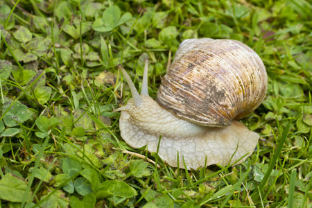 Roman, Burgundian or Edible Snail  Helix pomatia  or escargot a large edible European snail  It is a terrestrial pulmonate gastropod molluskの写真素材