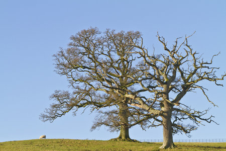 Two leafless winter trees against a blue sky with a single sheepの写真素材