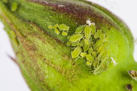 Cluster of greenfly or aphids of the family Aphidoidea on a rose budの写真素材