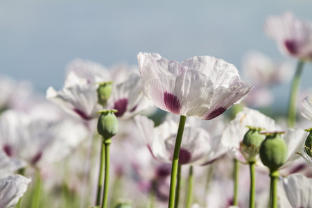 Opium poppy, Papaver somniferum grown for the production of medical opiatesの写真素材