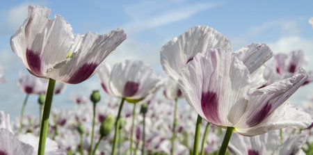 Opium poppy, Papaver somniferum grown for the production of medical opiatesの写真素材