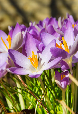 Close up of purple spring crocuses opening in the sunshineの写真素材
