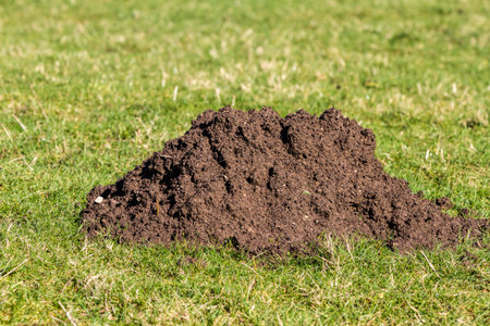 Close up of a mole hill in sunshineの写真素材
