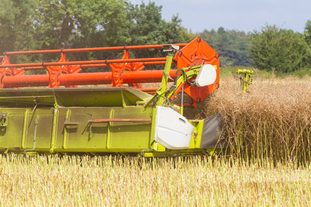 Close up of combine harvester harvesting oil seed rapeの写真素材