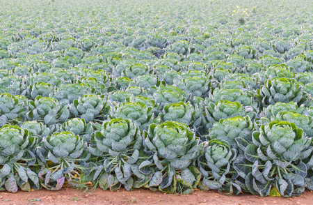 Field of Brussels Sprouts plants (Brassica oleracea)  early autumn morningの写真素材