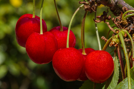 Five succulent ride cherries on the treeの写真素材