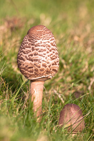 Two toadstools growing in grass on a sunlit autumn dayの写真素材