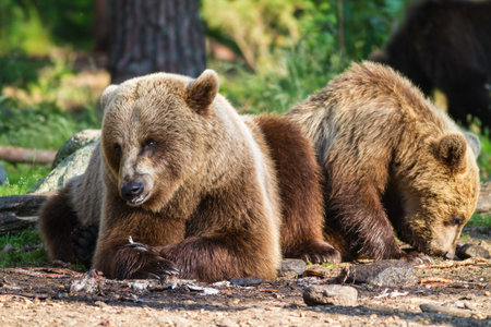 Brown bear (Ursus arctos),lying down,  relaxing in the sunshine in a Finnish forestの写真素材