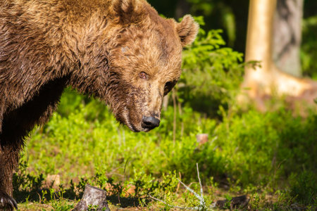 Close up of a wild male brown bear (Ursus arctos) staring at the cameraの写真素材