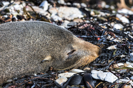 Close up of a the head of a New Zealand Fur Seal (Arctocephalus forsteri) sleeping on the shoreの写真素材