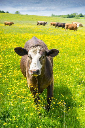 Single brown and white young beef cow approaching camera in a field of buttercups on a sunny spring dayの写真素材