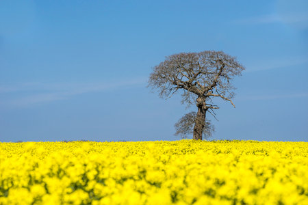 One bare tree surrounded by bright yellow oil seed rape in full flowerの写真素材