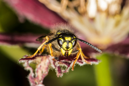 Macro of Common Wasp (Vespula vulgaris) with head facing the cameraの写真素材