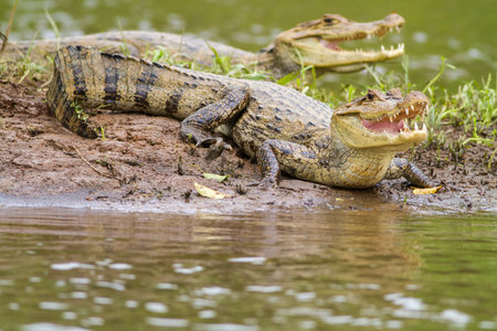 Two caymans (Caiman crocodilus fuscus) , Cano Negro reserve, Alajuela, Costa Ricaの写真素材
