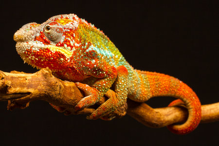Close up of a Panther Chameleon (Furcifer pardalis) climbing a branch.の写真素材