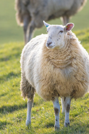 Single back lit sheep staring towards camera on a bright winter morningの写真素材