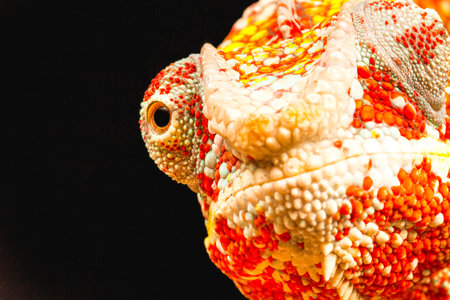 Close up of the eye of a Panther Chameleon (Furcifer pardalis) native to Madagascarの写真素材