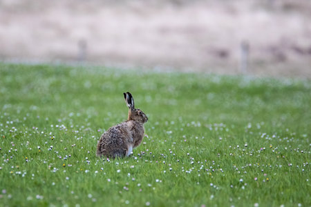 Brown Hare (Lepus europaeus) alert and sitting in a daisy covered field, with shallow depth of field
