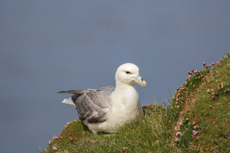 Fulmar (Fulmarus glacialis) sat on grassy slope on a cliff edge with thriftの写真素材